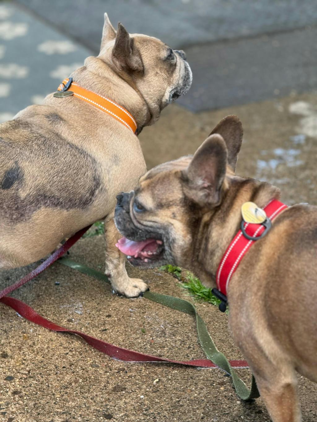 Hero Collar™ - Patented No-Pinch Buckle