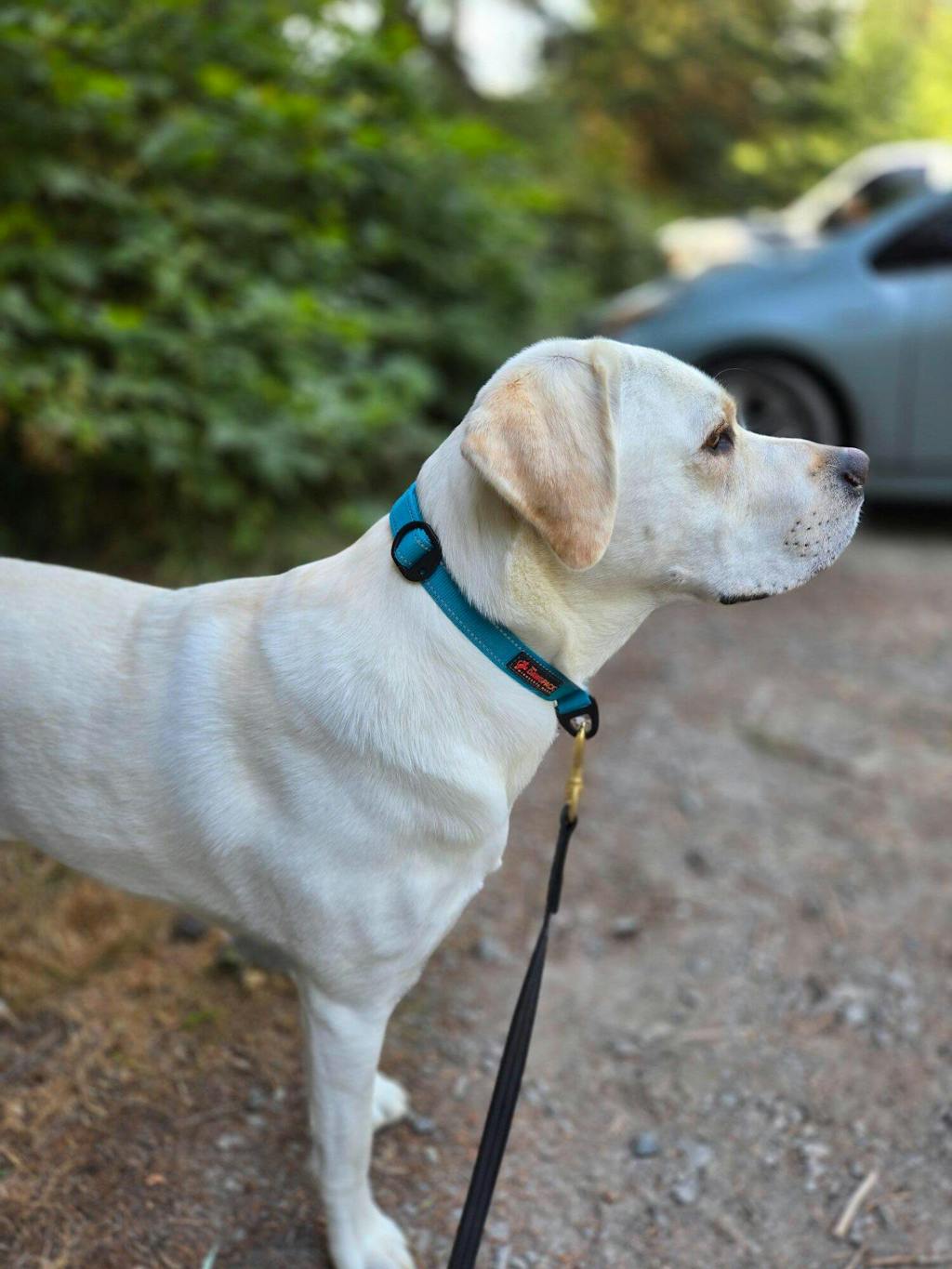 Hero Collar™ - Patented No-Pinch Buckle