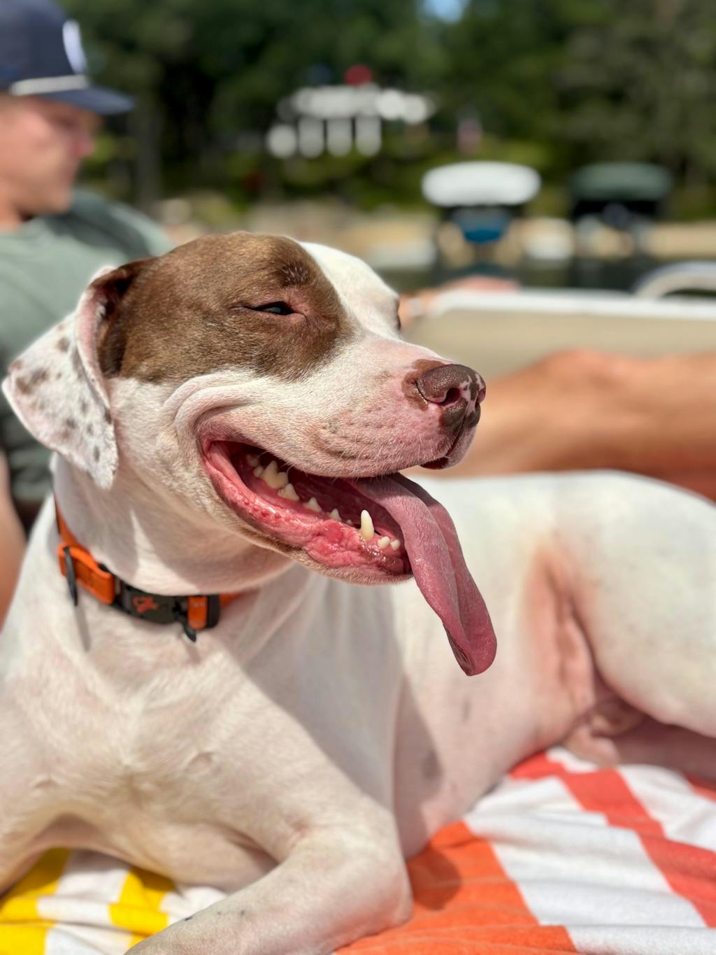 Hero Collar™ - Patented No-Pinch Buckle