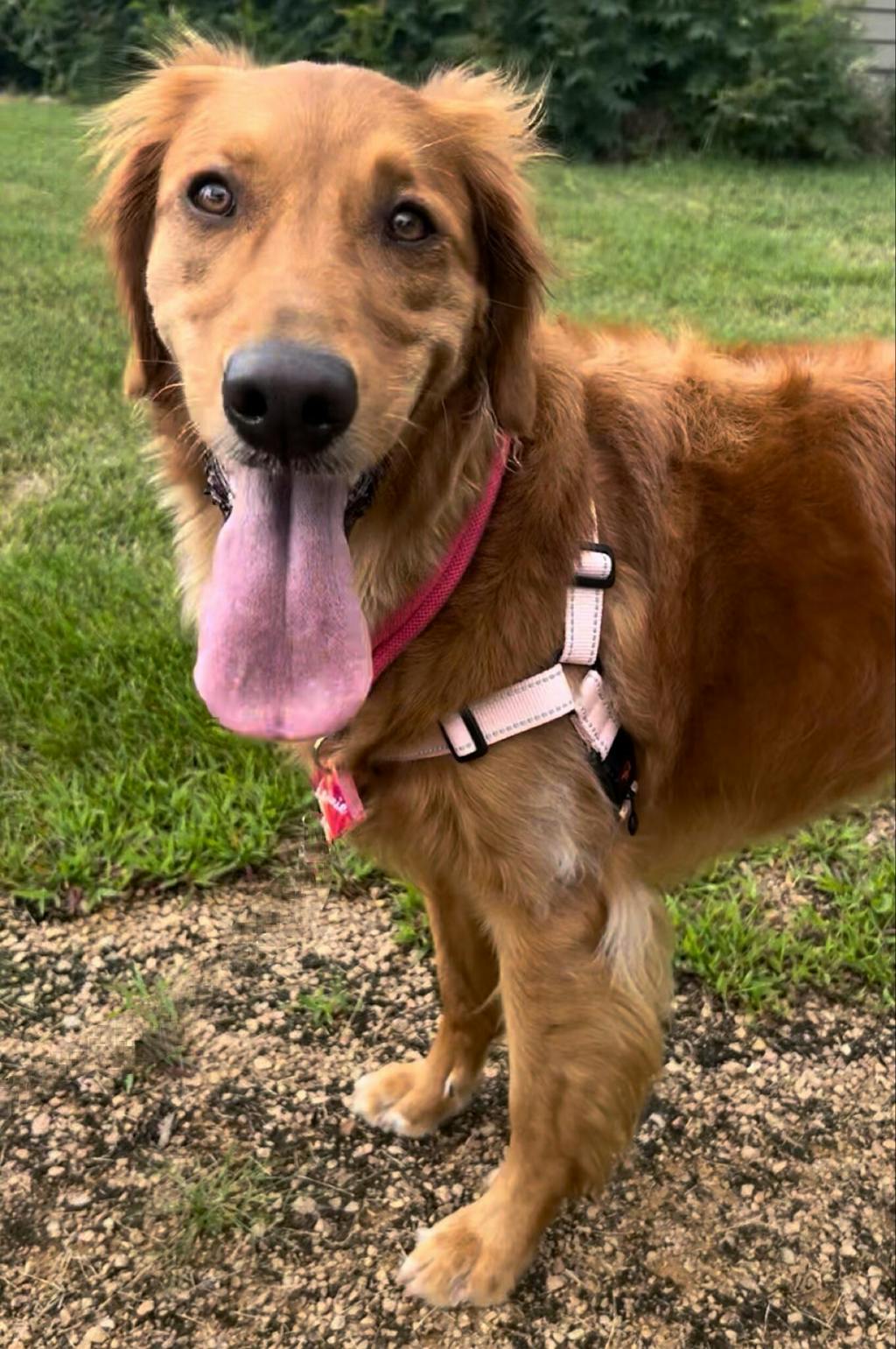 Hero Harness™ - No-Pull Control & Comfort