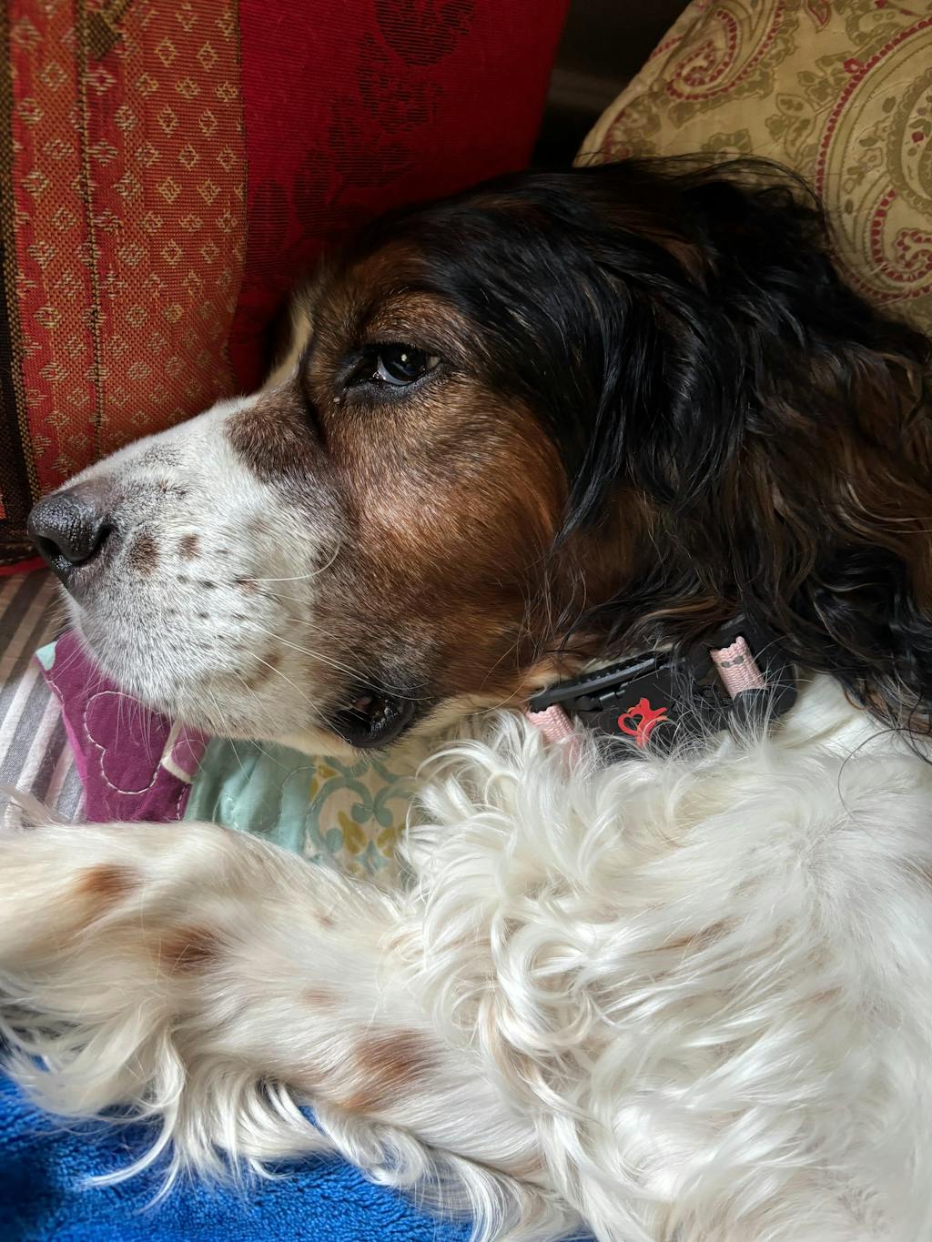 Hero Collar™ - Patented No-Pinch Buckle