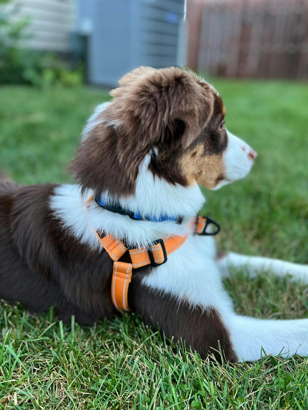 Hero Harness™ - No-Pull Control & Comfort