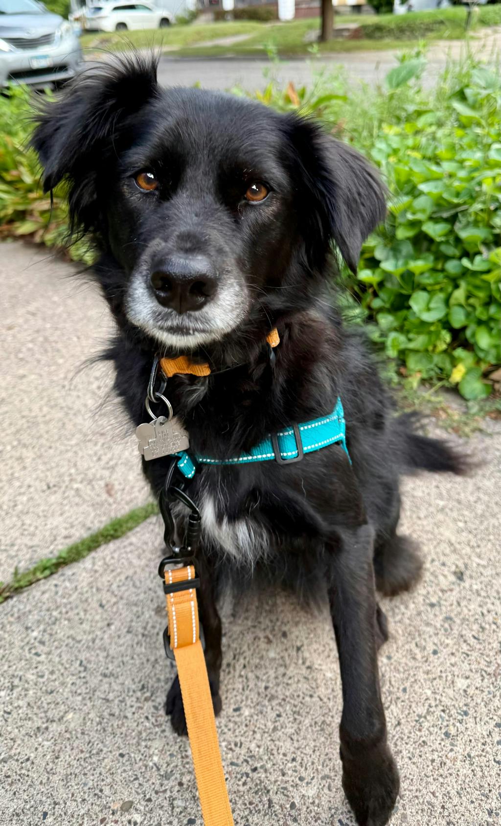 Hero Harness™ - No-Pull Control & Comfort