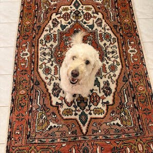Rust Coral Serapi Classic Persian Retro high Quality Rug Hand Knotted 100% Wool Rug