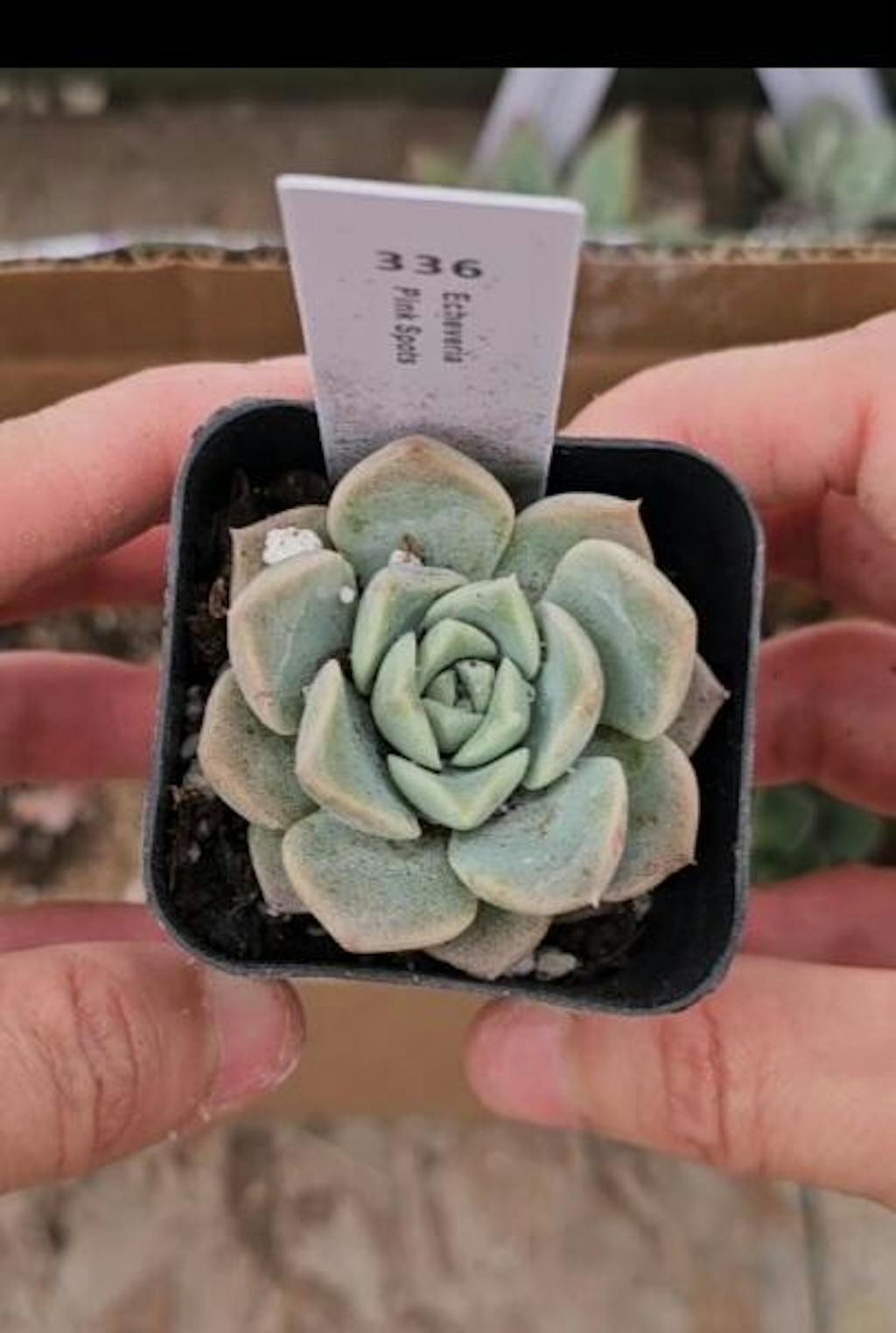 Echeveria Pink Spots – Thenextgardener