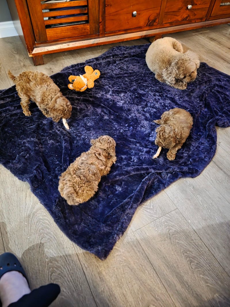 Premium Whole Sardines - 72 grams