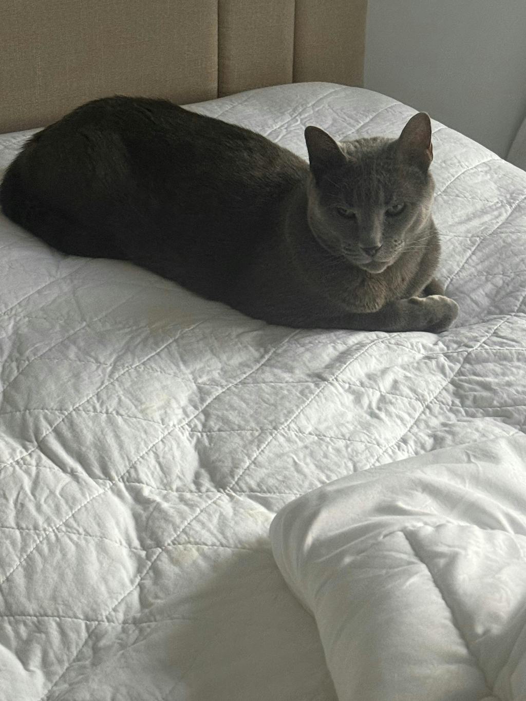 Premium Kangaroo - 72 grams