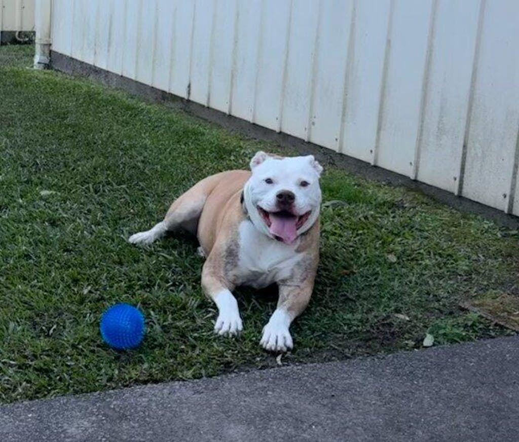 Premium Whole Sardines - 72 grams