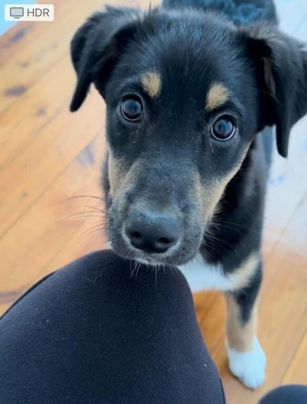 Premium Free Range Goat Offal - 72 grams