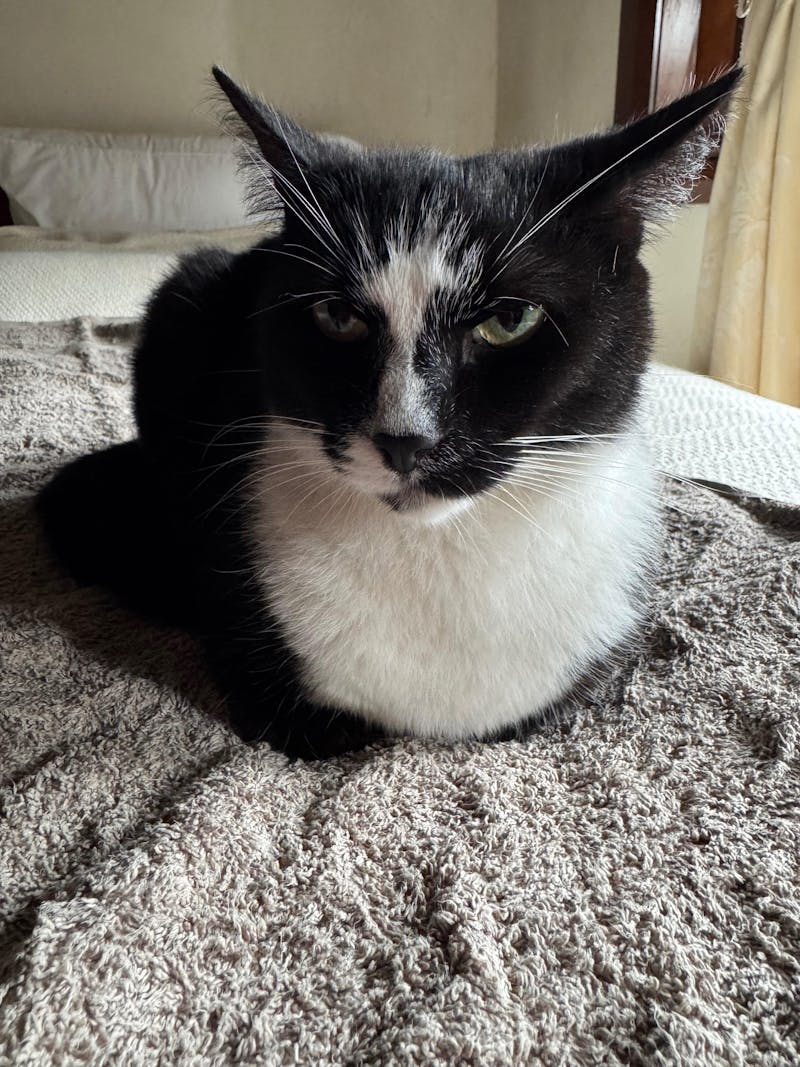 Premium Freeze-Dried Chicken Hearts for Cats - 50g