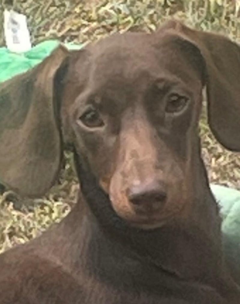 Peanut Butter Bed Time Bikkies - 150 grams