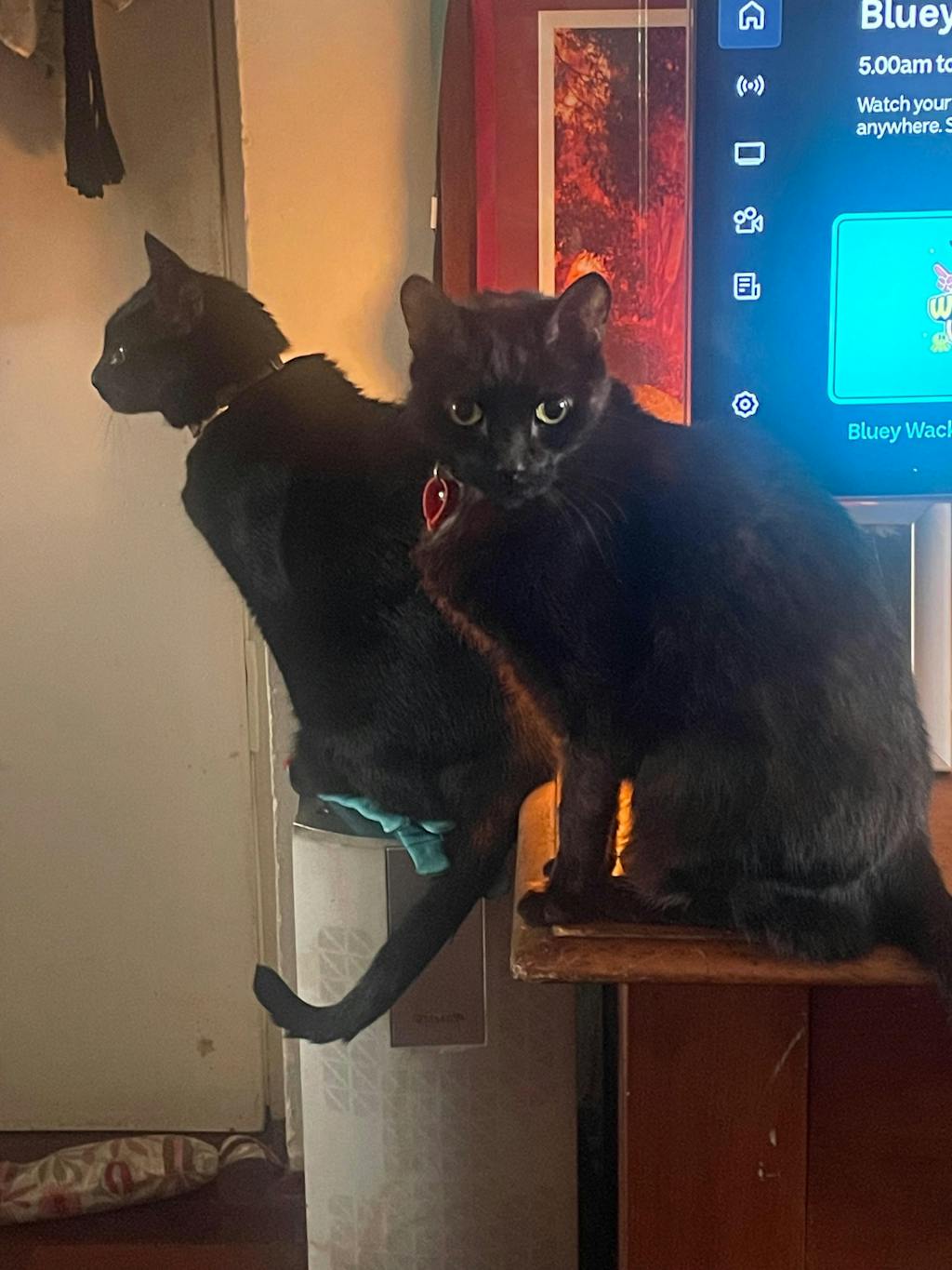 Premium Responsibly Sourced Duck Hearts - 72 grams