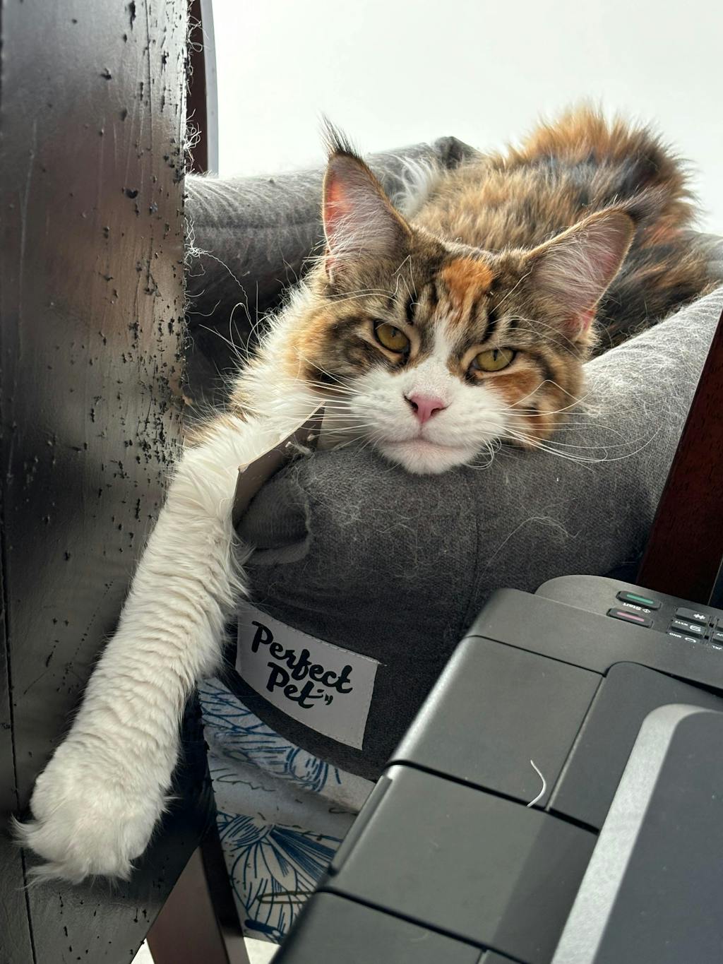 Premium Freeze-Dried Chicken Hearts for Cats - 50g