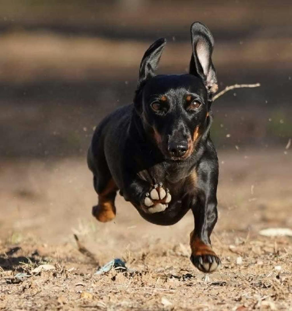 Peanut Butter Bed Time Bikkies - 150 grams