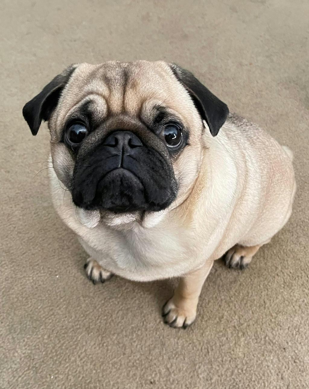 Premium Pork Hearts - 72 grams