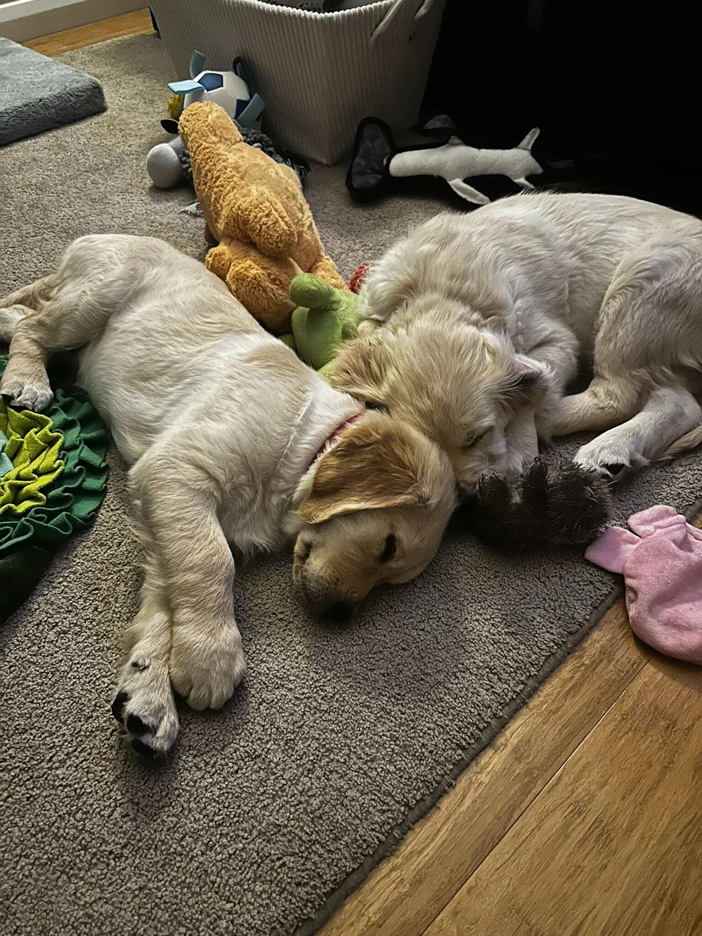 Ultimate Calming Value Bundle