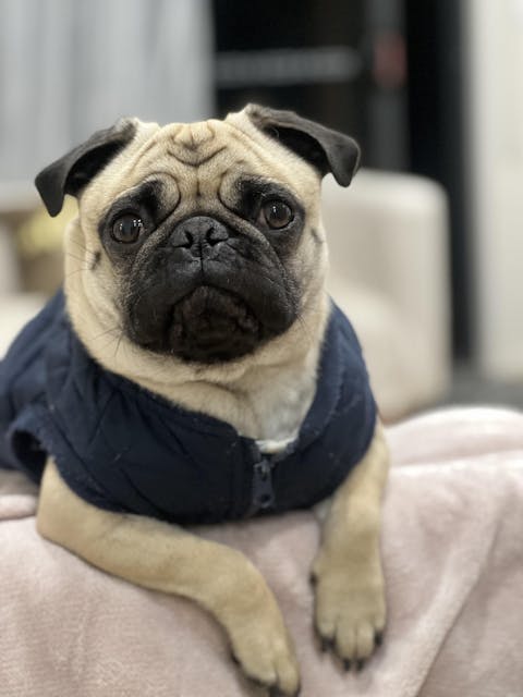 TheraPet Dog Diffuser