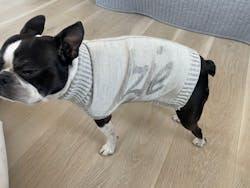 Contrast Merino Dog Jumper