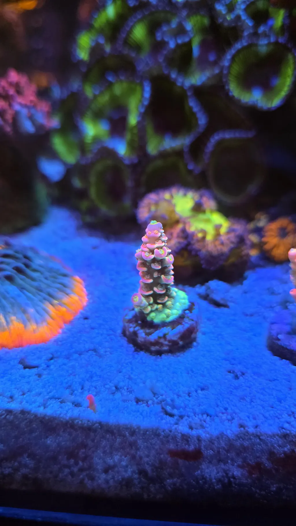 TIA Corals