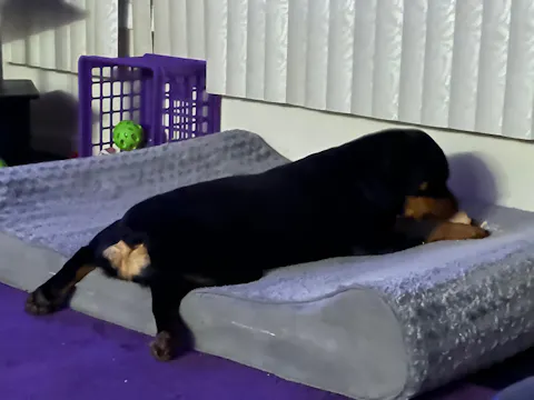 Yak Dog Chews for Aggressive Chewers - All Natural and Long Lasting Treats