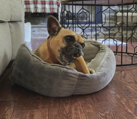 Jumbo Long Lasting Dog Chew for Heavy Chewers - 7 sticks