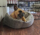 Large Split Antler Dog Treats | 2 Piece Durable Dog Chew for Strong Jaws