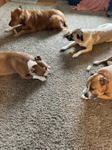 Original Tibetan Dog Chew (Jumbo) - 5 Sticks