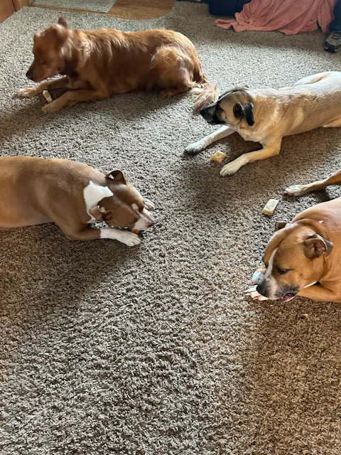 Original Tibetan Dog Chew (Jumbo) - 5 Sticks