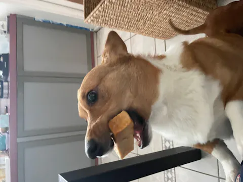 Long lasting Yak Cheese Chews for Small Dogs - 5 sticks