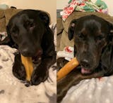 Yak Dog Chews for Aggressive Chewers - All Natural and Long Lasting Treats