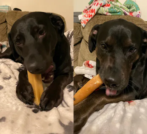 Yak Dog Chews for Aggressive Chewers - All Natural and Long Lasting Treats