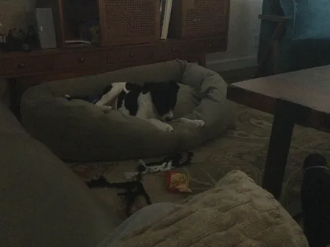 Long lasting Yak Cheese Chews for Small Dogs - 5 sticks