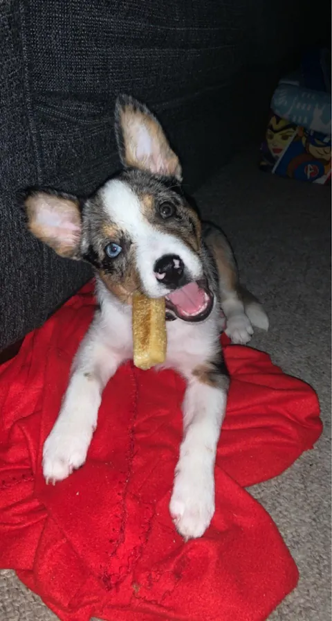 Long lasting Yak Cheese Chews for Small Dogs - 5 sticks