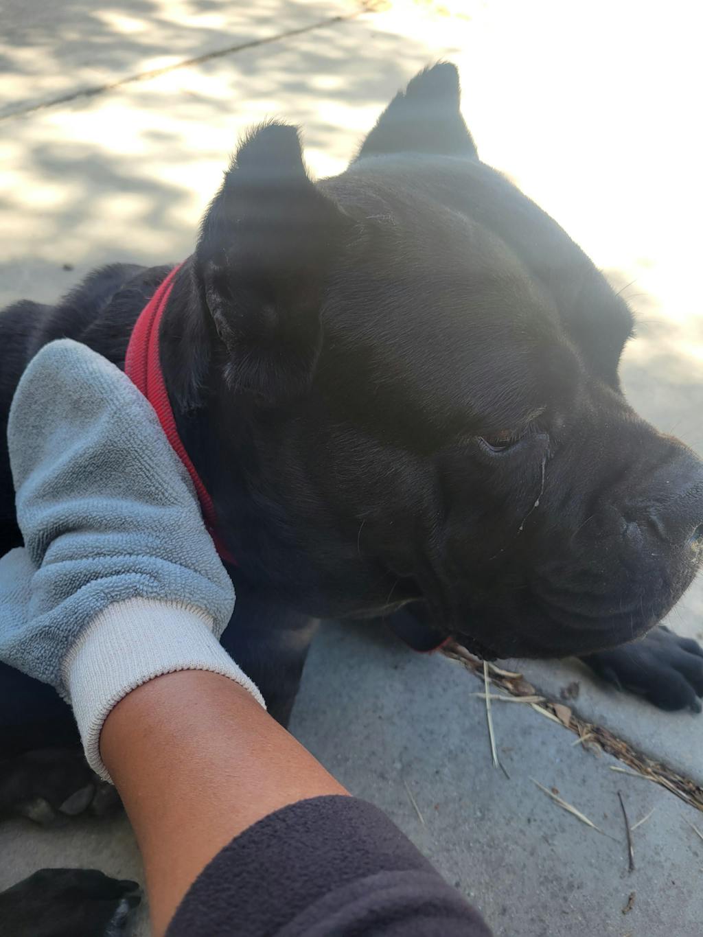 Person petting a black dog wearing a red collar outdoors.