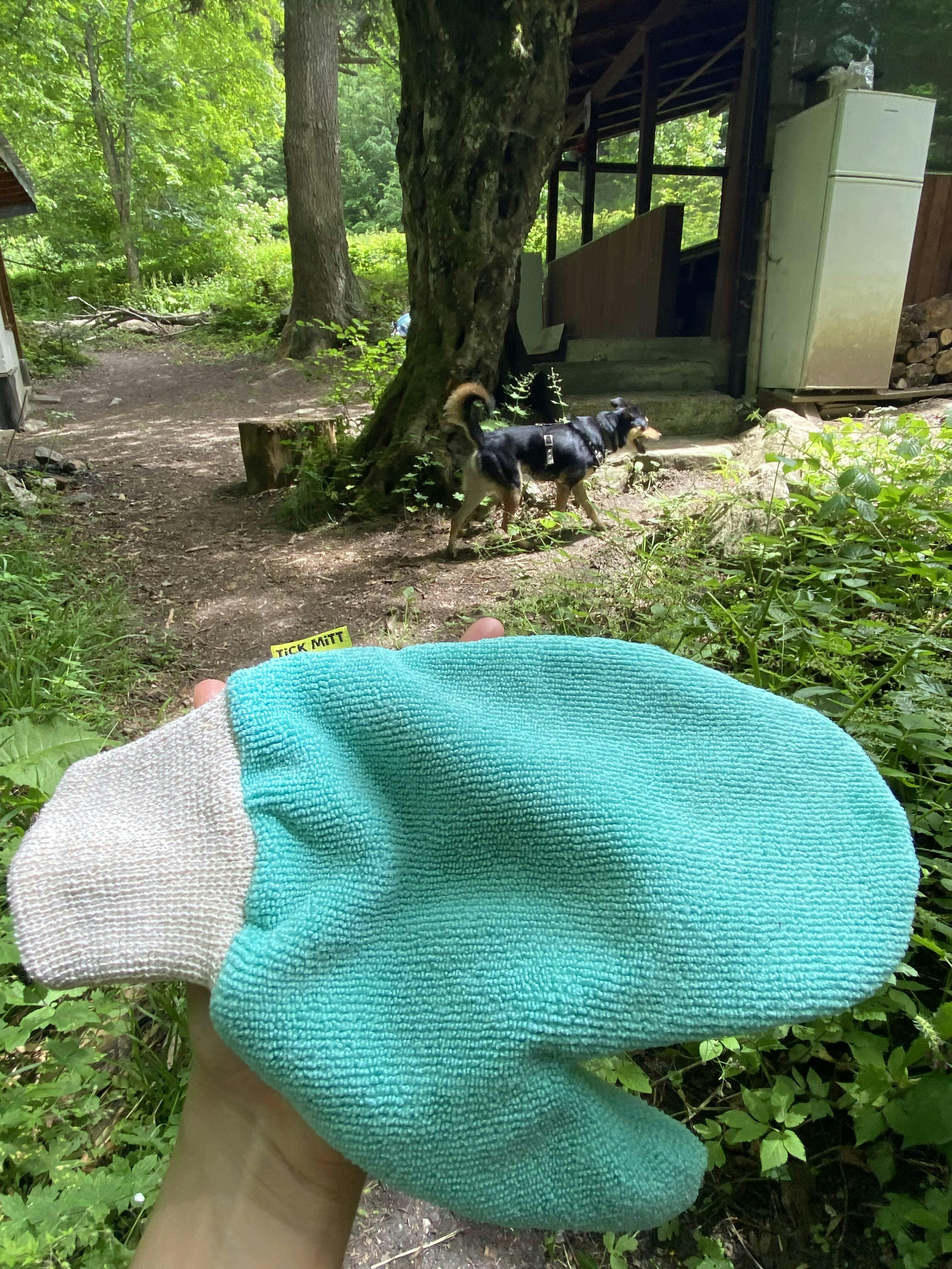 Person holding a large green cleaning mitt, with a dog walking on a forest path in the background.
