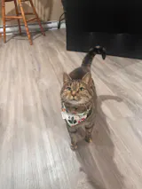 Mistletoe by the Sea