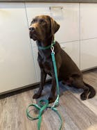 EasyClean Walk Halsband