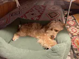 Gemütliches Hundebett – Komfort mit Stil
