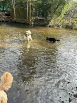 Tineco FLOOR ONE S5  Cordless, Lightweight, Smart Wet/Dry Vacuum Cleaner