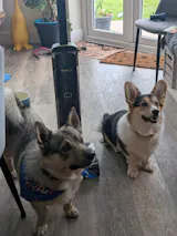 Tineco FLOOR ONE S7 Master Cordless Wet Dry Vacuum Cleaner