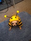 Beedric's Bee Costume