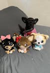 Tiny Chihuahua Shop