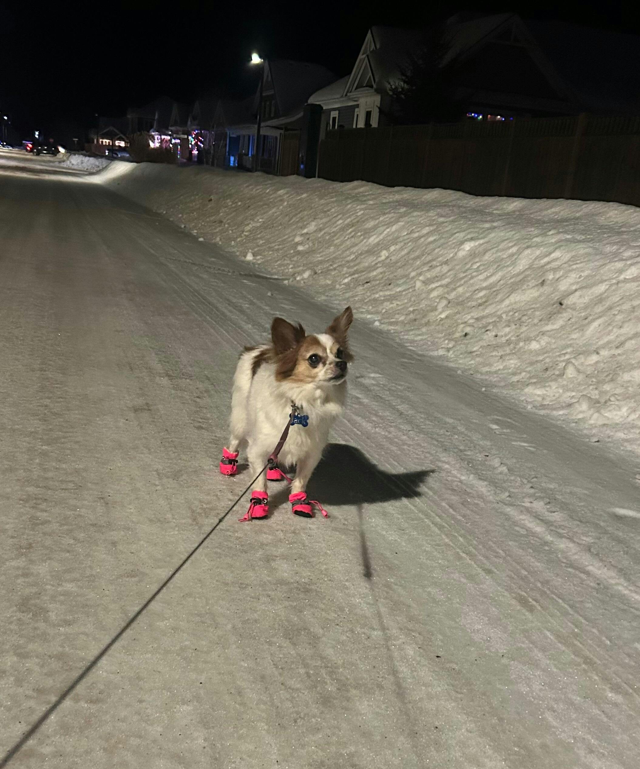 Customer photo displaying their dog weating Maya's dog winter boots.