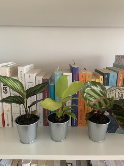 Tiny Tropics Überraschungsbox