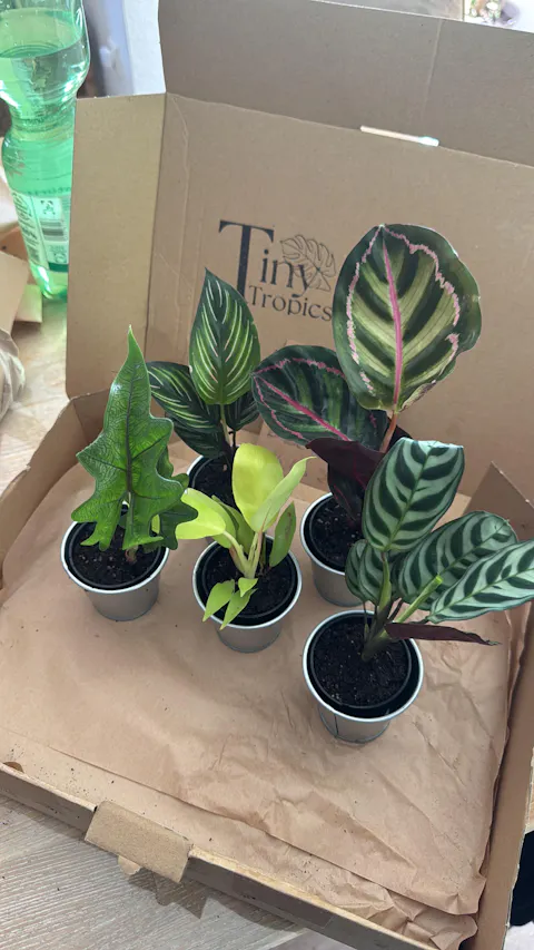 Tiny Tropics Box