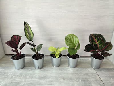 Tiny Tropics Überraschungsbox