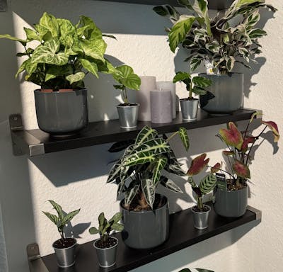 Tiny Tropics Überraschungsbox