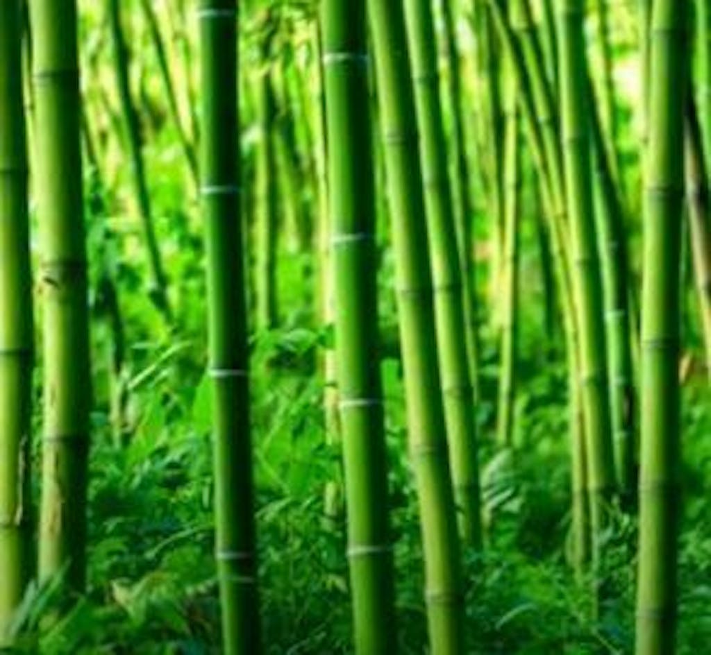 Bamboo Plants For Sale Buy Bamboo Plants Online