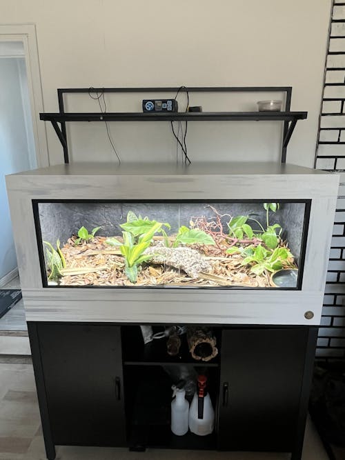 Quick Ship 4'x2'x2' | 4 Foot Luxury Reptile Enclosure
