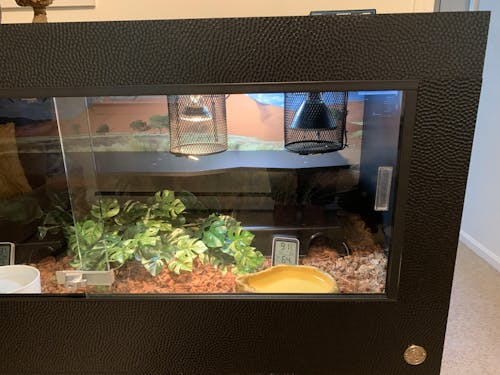 Royal Lounge | 4x2x2' Ball Python Enclosure Setup | Luxury Ball Python Cage